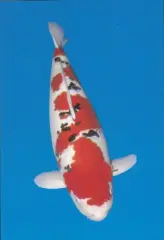  Koi - Sanke A4 poster - 30 x 21 cm