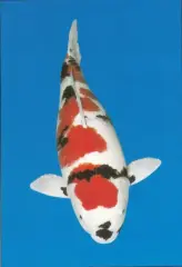  Koi - Showa A4 poster - 30 x 21 cm